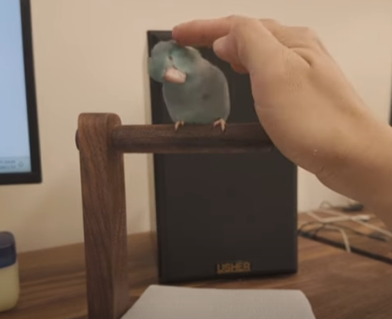 Plan-Bird Stand